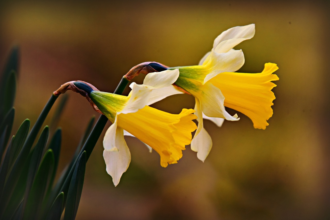 daffodil, flower, plant-4872717.jpg