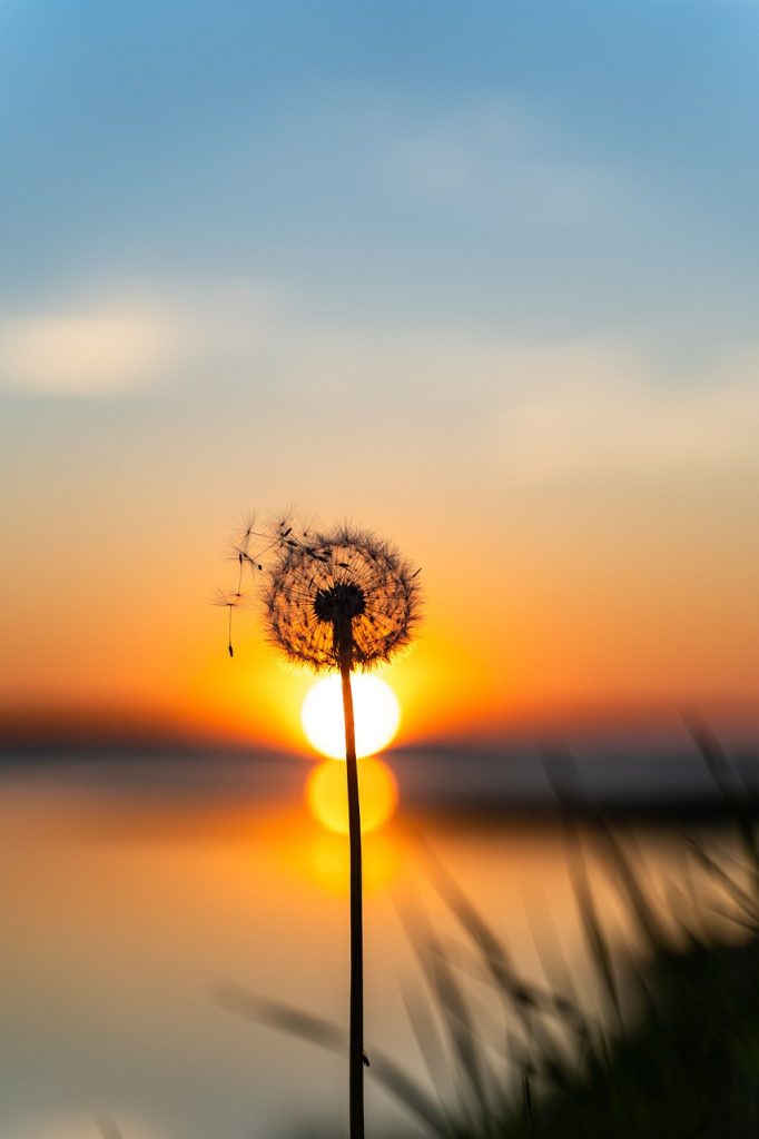 dandelion, flower background, sunset-5355826.jpg