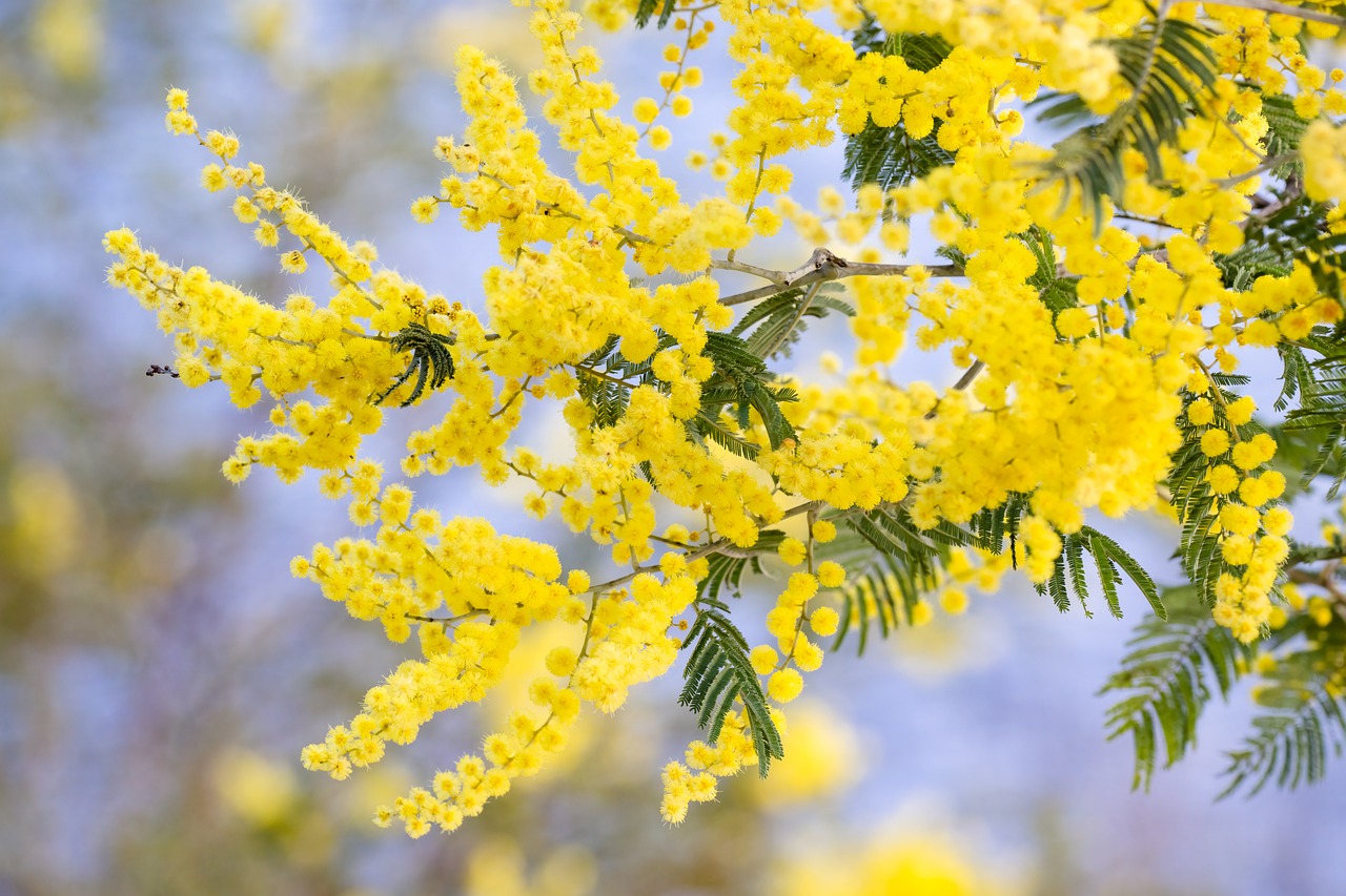 silver wattle, acacia dealbata, flowers-7442792.jpg